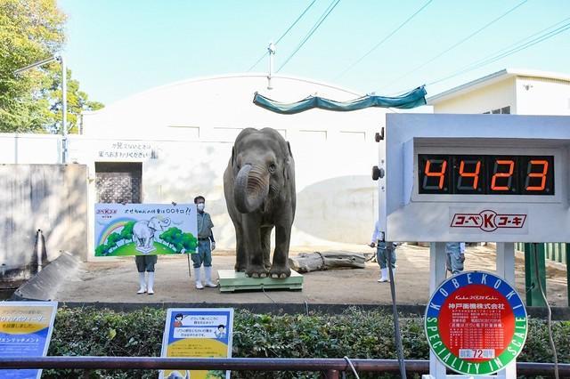 ５トン近かった体重がなんと！！（画像は王子動物園公式ツイッターから）