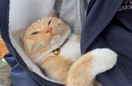 コートの中でぬくぬくする茶トラ猫ちゃんの動画がTwitter上で話題に（「キジトラ・コタローのウキウキDAYS!!」さん提供、Twitterよりキャプチャ撮影）