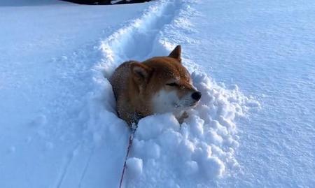 雪の中で動かなくなった柴犬さんたちの動画がTwitter上で話題に（「柴2匹と3人で生きていきます。」さん提供、Twitterよりキャプチャ撮影）