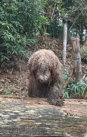 ヌッと現れた謎の生き物＝大型犬カフェGRAND MOU《ぐらんむー》さん（@GrandMou_）提供