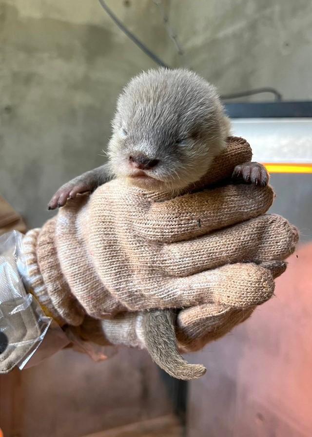 コツメカワウソ赤ちゃんの巣箱に「汚い軍手」入れっぱなし…なぜ？　動物の野生を守りながら母親の育児も支える動物園の思い