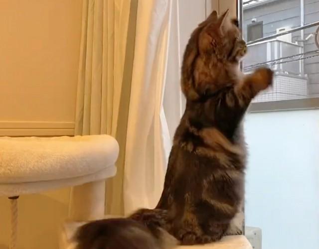 生まれて初めての雪…猫さんが立ち上がってまさかの行動を！？　「つかもうとしている！」「可愛すぎ」動画に反響
