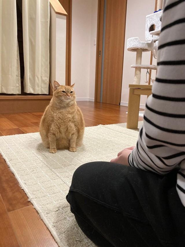 ちゃんと聞いてくれているのかな…？（画像提供：かぎしっぽすず&つむぎさん）