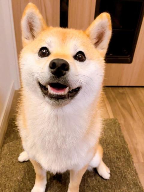 嬉しい！幸せ！という気持ちが一発でわかるニコニコ柴犬が超かわいい　でも人間が相手してくれないと不機嫌になるんだって