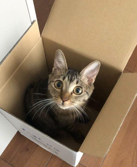 寂しがり屋の猫のために子猫を迎えたが→自由奔放な振る舞いにイライラ…猫パンチ!見守りが続く