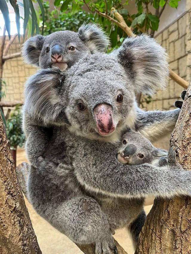 おんぶに抱っこ（名古屋市東山動植物園提供）