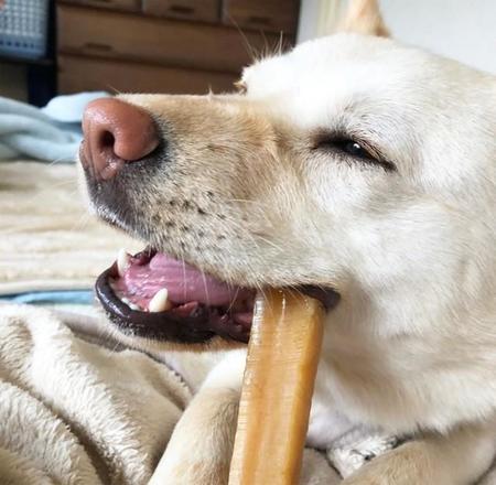 新しい飼い主さんと出会い、自由な時間を過ごせるようになった元保護犬のコハクちゃん