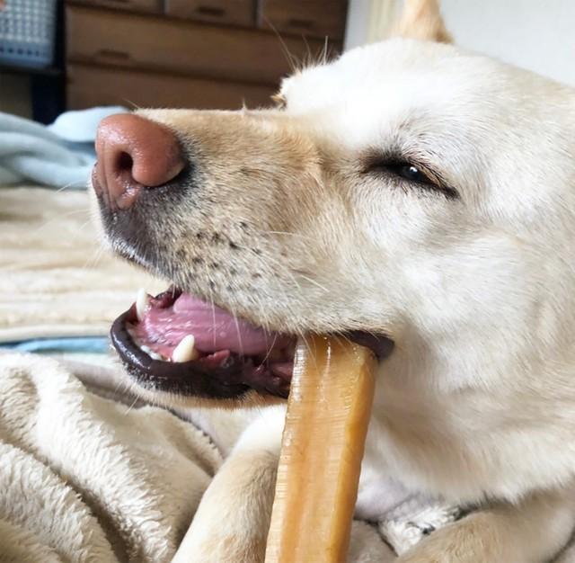 北海道で「車内飼育」されていた元保護犬　新しい飼い主さん宅では、ご主人を「群れのリーダー」と認識