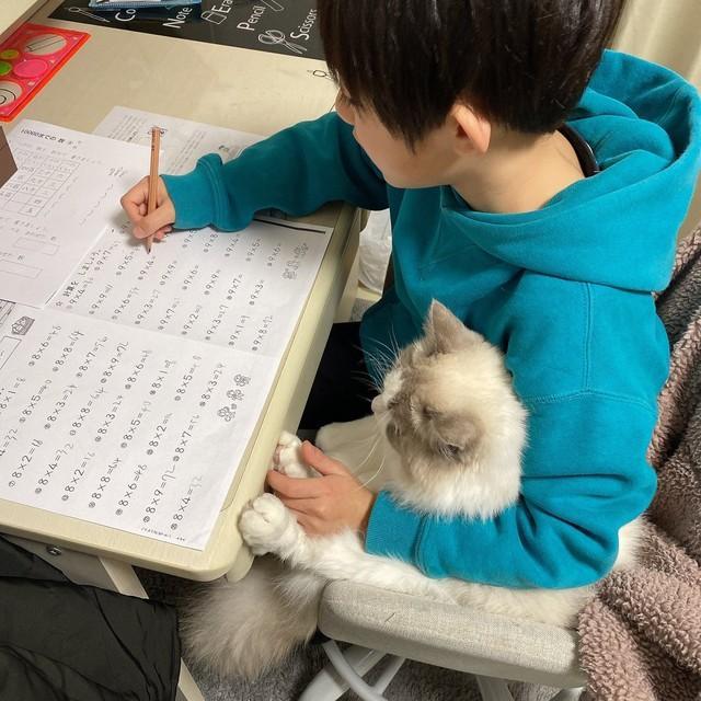 「宿題さぼってないか監視役の猫」が話題に　小2息子が「めっちゃ見守られてる（笑）」「この状態で宿題できるのすごい」