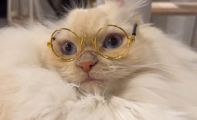 「あ…見えた…みたいな顔になるのしんどいｗ」メガネ姿の猫さんが話題　「海外のマダム」「ケント・デリカット？」「美人秘書」みたい