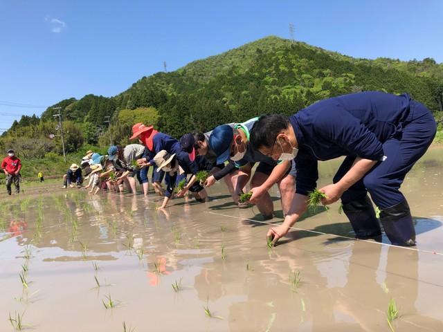 昨年5月の酒米五百万石の田植え