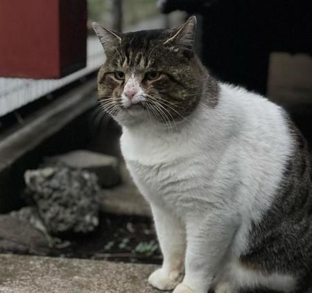 ボスのような風格からボブくんと名付けたという（提供：野良猫ボブさん）