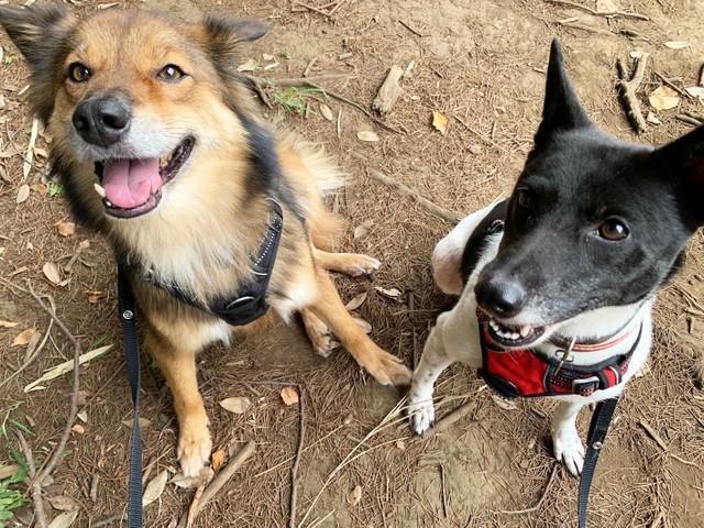 愛犬を喪い「もう犬は…」と思っていたが「写真を見たら、不思議な力が湧いてきた」　捨てられていた姉弟犬を迎え、幸せな日々