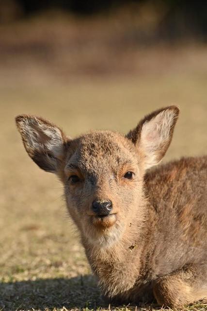 「奈良公園の子鹿には絶対にさわらないで！」なぜ？5カ月しか生きられなかった子鹿の死が伝えること