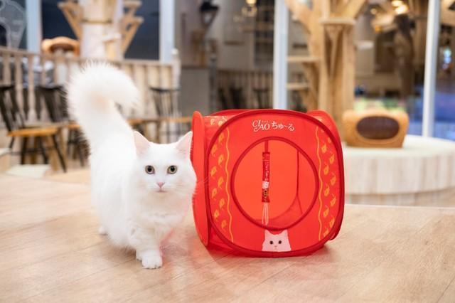 猫ちゃんが大好きなおやつ「CIAO ちゅ～る」柄のキャットハウス、トンネル同時発売が決定　猫の日2月22日に