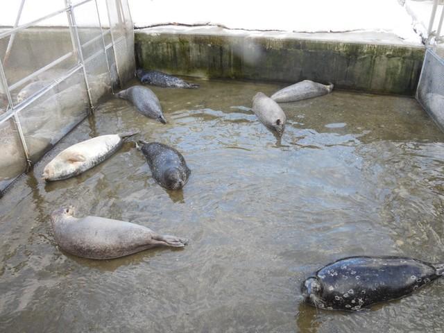 打ち上げられたアザラシ…？ではなく、プールの水が抜かれたアザラシです（おたる水族館提供）