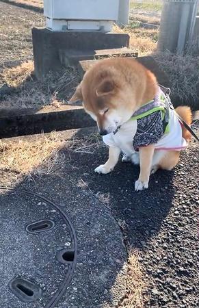 マンホールでタヌキを待つ柴犬が話題に（いぶし銀さん提供、Twitterよりキャプチャ撮影）