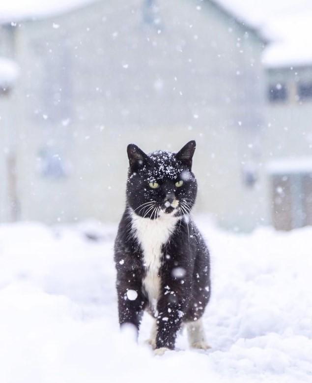 吹雪の中、保護猫写真家が餌をあげた地域猫。数日後、虹の橋を渡ったことが分かった（三吉さん提供、Instagramよりキャプチャ撮影）