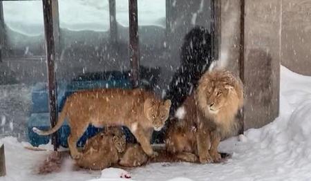 雪の日のライオン一家（旭山動物園公式ツイッターから）