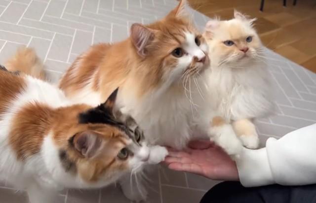 猫3匹が「トリプルおて」同時にお手をするモフモフ猫　「トリプルクリームパン」「何て幸せなお手なんでしょう」