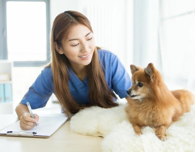 「愛玩動物看護師」という国家資格が創設されることになりました　※画像はイメージです（Molostock/stock.adobe.com）