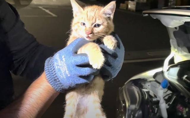 子猫が車のボンネットに2日間　レスキュー隊による“救出劇”　小さな穴から…どうやって助け出した？