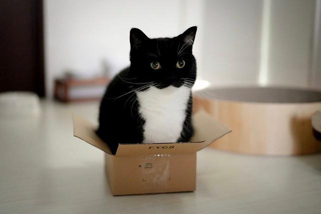 「この箱は小さすぎるようです」→「表情に出てます…」それでもなお、箱に入る猫さん、海外からも反響！