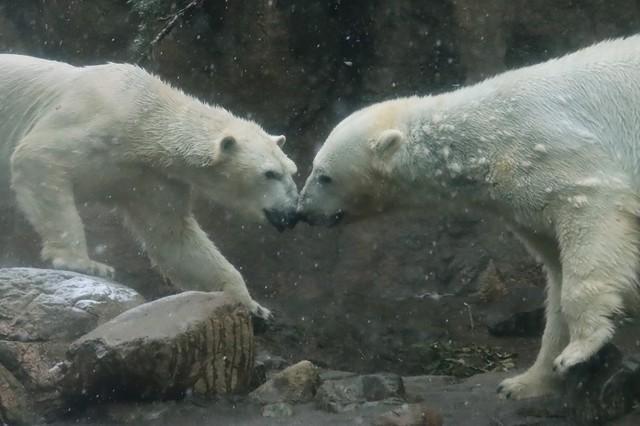 大阪名物「551」ことホッキョクグマ夫婦ゴーゴとイッちゃんが新天地横浜へ… 「ない時～」OKした寄贈企業と動物園の決断の理由