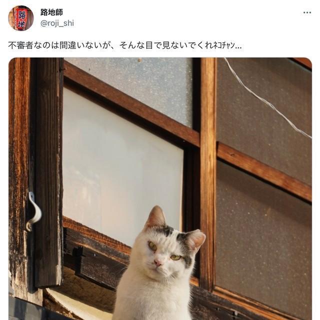 「そんな目で見ないでくれネコチャン…」屋根の上から旅人を警戒する猫の「にらみ」が迫力満点！「一瞬、呼吸止まったｗ」