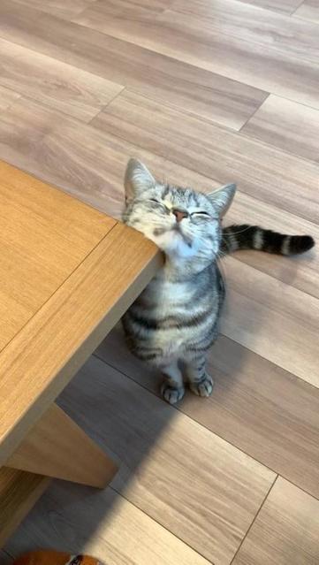 「テーブルの角がお気に入り」の猫さん、角であごの下をスリスリ…ご満悦の表情に「可愛い」の声続々「ずっと見ていたい」