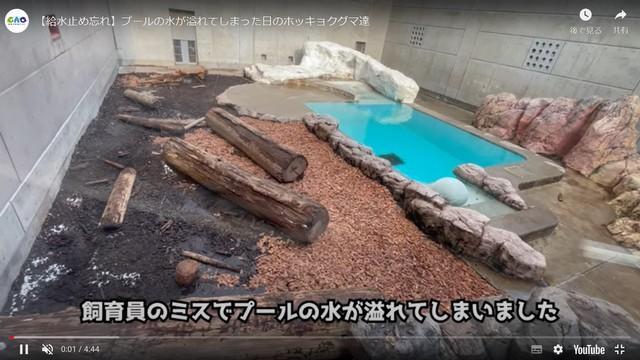 ホッキョクグマ2頭、プールの水があふれたら…水陸でおおはしゃぎ！　秋田の水族館が給水バルブ閉め忘れ　“ミス”に大喜び「またやって」