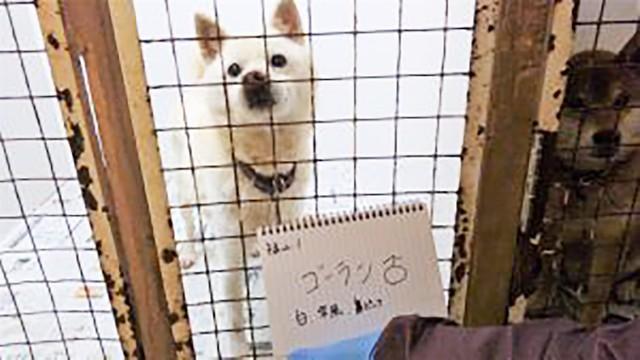 フィラリア、脳障害、心不全…　引き取り手がない高齢保護犬　24時間体制で見守ったスタッフの思い「ご飯をたべてくれるだけでも幸せ」