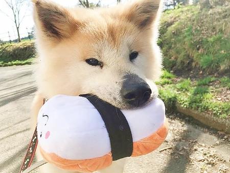 おもちゃが好きすぎてくわえたまま散歩に出かけるアキータ