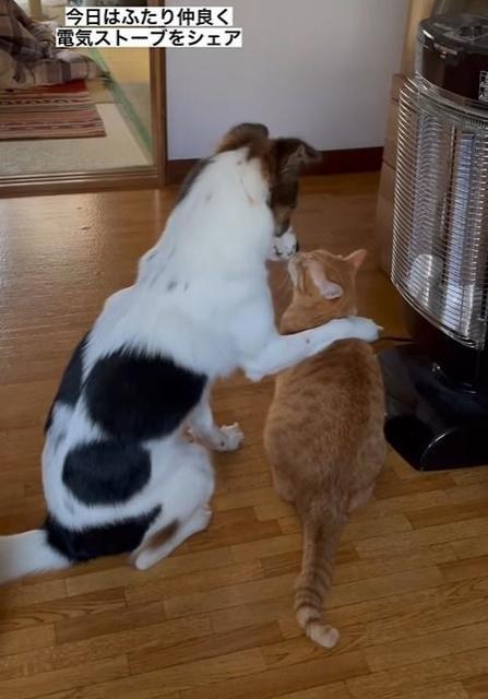 「ストーブを仲良くシェアする」犬と猫の姿に「付き合ってるの？」　普段から犬が猫をパクッと食べちゃうほど仲良し