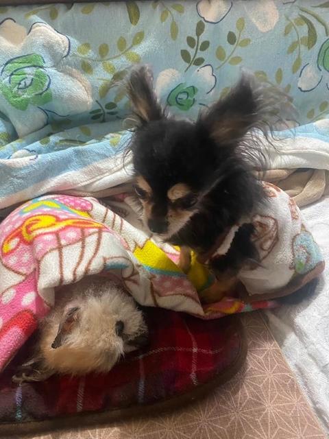 仲が悪いと思っていた2匹の飼い犬、最期をそばで見守る写真に感動「本当の家族だったんだなと気付かされた」