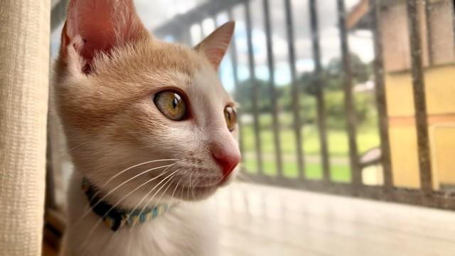 亡くなった愛猫が「毛皮を着替えて帰ってきた！」→でも性格は真逆「どうやら別の猫だったのでは」　雨に歌うソングくんの物語