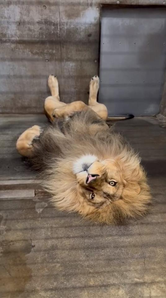 「百獣の王ですが、何か？」（画像提供：旭山動物園 ※一部画像をトリミングしています）