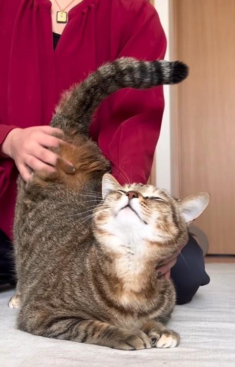 マッサージをされてウットリ顔の猫ちゃんの動画がInstagramで話題に（つむぎちゃんの飼い主さん提供、Instagramよりキャプチャ撮影）