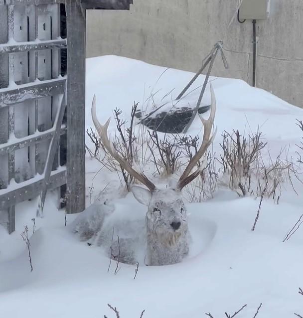 雪のなかに置かれた鹿の置物かと思いきや…（画像は動画のスクリーンショット）