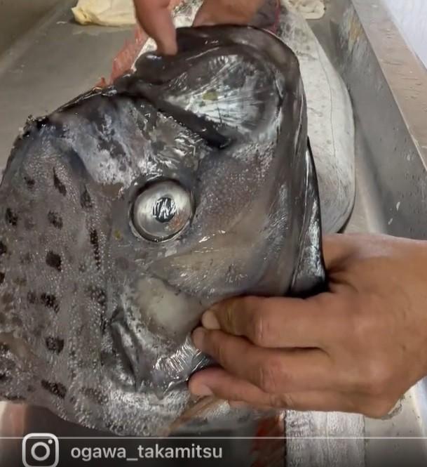 リュウグウノツカイの口を開けてみると…（画像は動画のスクリーンショット）