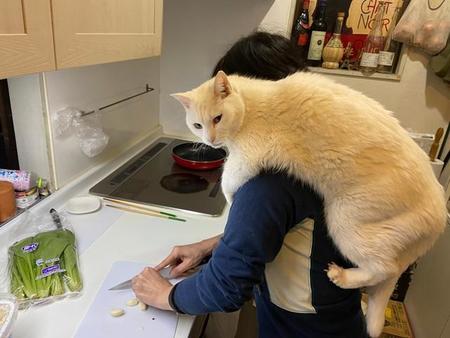 台所で調理中とりつく白い妖怪猫が話題に（こいずみまりさん提供）
