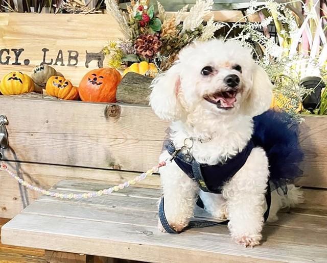 所有権放棄されたビションフリーゼの繁殖犬　瞳は悲しみをたたえていたね　「これからの犬生、幸せにする」飼い主さんは決意した