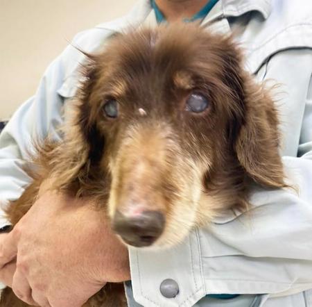 ハイシニアの保護犬・こまちゃん