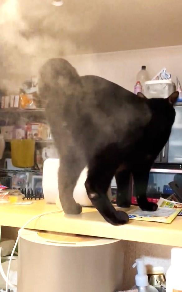 加湿器から出てくる蒸気にお尻を向ける黒猫が話題（「つむはぎだらけ」さん提供、Twitterよりキャプチャ撮影）