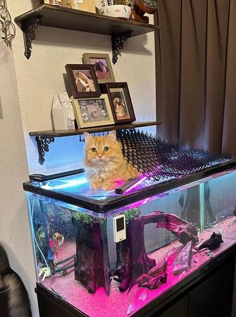 猫避けマットを背中に乗せて水槽の上でくつろぐ猫ちゃんが話題に（ネコランドさん提供）