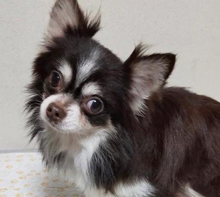 ロングコートチワワのカヌレくん