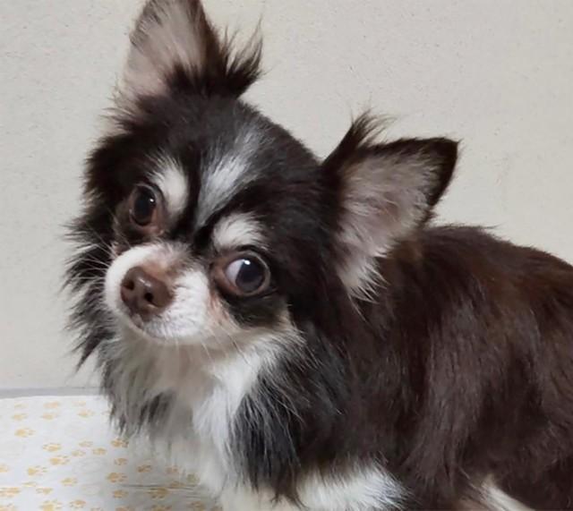 ブリーダーが放棄したロングコートチワワ　保護スタッフの太ももにしがみつく甘えん坊　ビックリ顔やイカ耳で譲渡会の人気者に