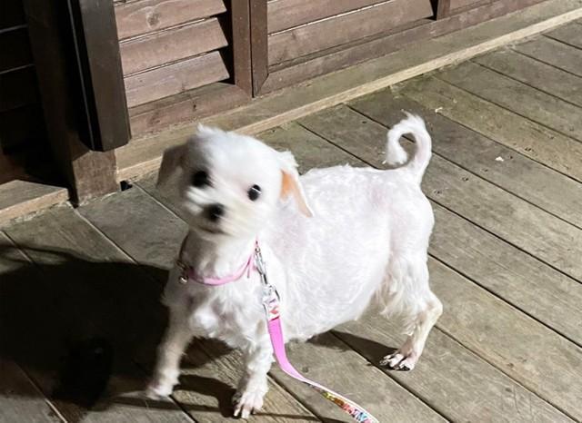 76頭の多頭飼いから保護されたマルチーズ　翌朝小さな体で6頭を出産　頑張った四つの命と母犬に幸せが訪れますように