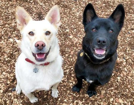 とびきり仲良しの保護犬・リディアちゃん（左・メス）ともずくくん（右・オス）