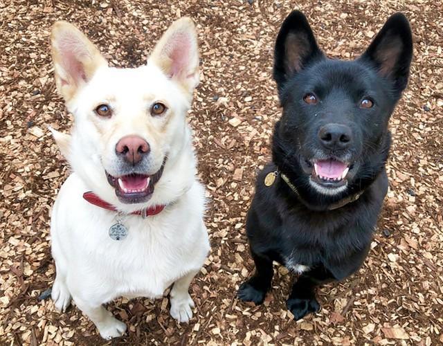 同じ日に保護され背丈も年齢も同じミックス犬　激しいワンプロに「けんかしているの？」→スタッフ「遊んでいるだけです」